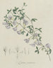 Genêt violet - Hendrik Schwegman — näkymä teoksesta
