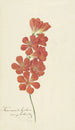 Tritonia Crocata - Hendrik Schwegman — näkymä teoksesta