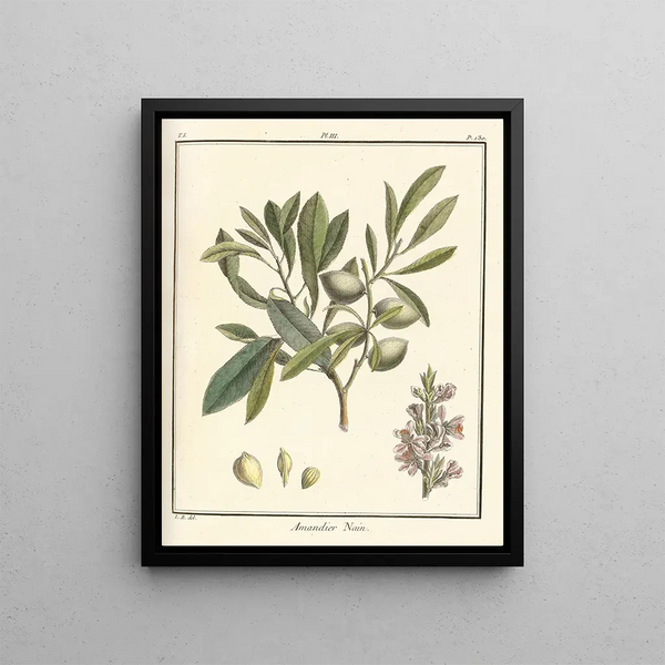 HenriLouis Duhamel du Monceau - Trait des arbres fruitiers Pl03.webp