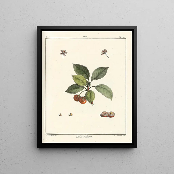 HenriLouis Duhamel du Monceau - Trait des arbres fruitiers Pl14.webp