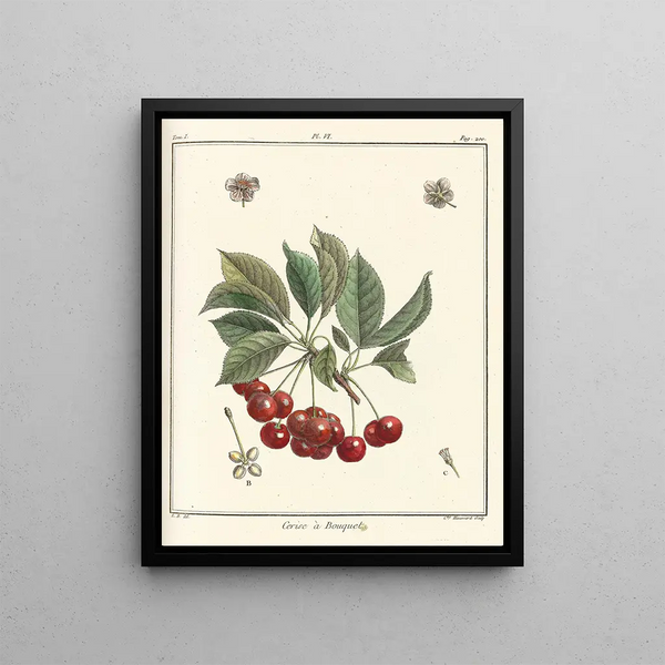 HenriLouis Duhamel du Monceau - Trait des arbres fruitiers Pl17.webp