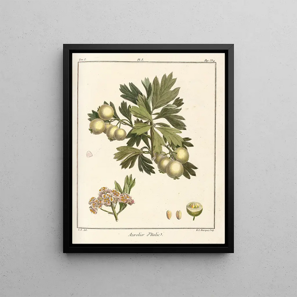 HenriLouis Duhamel du Monceau - Trait des arbres fruitiers Pl56.webp