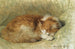 Un chat endormi - Henriette Ronner-Knip — näkymä teoksesta