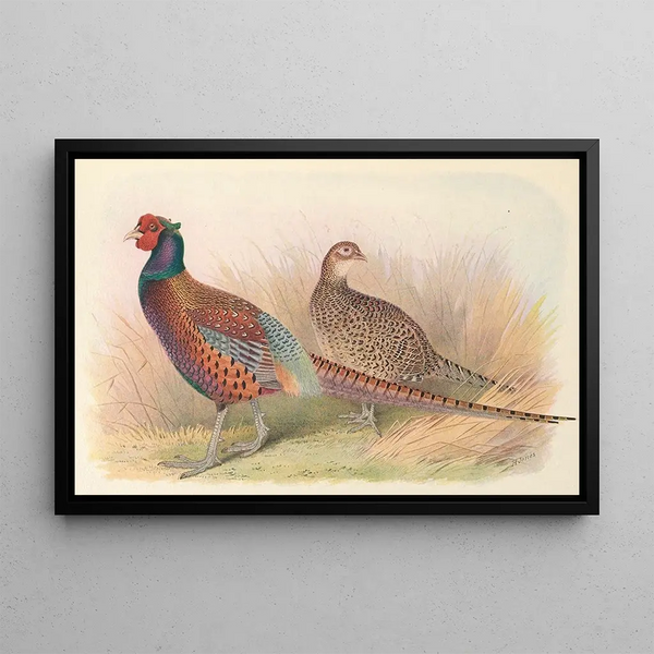 Henry Jones - Strauchs Pheasant.webp
