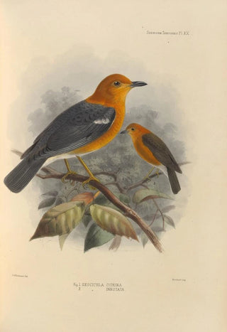 Henry Seebohm - Geocichla Citrina Geocichla Innotata.webp