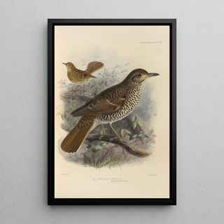 Henry Seebohm - Geocichla Lunulata Geocichla Macrorhyncha.webp