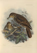 Geocichla Nilgiriensis - Henry Seebohm — näkymä teoksesta