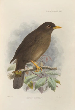 Henry Seebohm - Merula Cacozela.webp
