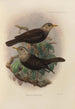 Merula Canescens - Henry Seebohm — näkymä teoksesta