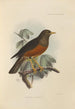 Merula Celebensis - Henry Seebohm — näkymä teoksesta