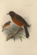 Merula Chrysolaus - Henry Seebohm — näkymä teoksesta