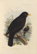 Merula Mandarina - Henry Seebohm — näkymä teoksesta