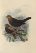 Merula Poliocephala - Henry Seebohm — näkymä teoksesta