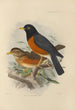 Merula Protomomelaena - Henry Seebohm — näkymä teoksesta
