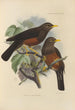 Merula Whiteheadi - Henry Seebohm — näkymä teoksesta