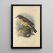 Turdus Confinis - Henry Seebohm — kehystetty taideteos seinällä