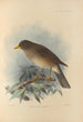 Turdus Cryptopyrrhus - Henry Seebohm — näkymä teoksesta