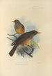 Turdus Elgonensis - Henry Seebohm — näkymä teoksesta