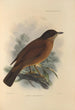 Turdus Falklandicus - Henry Seebohm — näkymä teoksesta