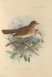 Turdus Fuscescens - Henry Seebohm — näkymä teoksesta
