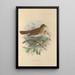 Turdus Fuscescens - Henry Seebohm — kehystetty taideteos seinällä