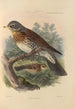 Turdus Pilaris - Henry Seebohm — näkymä teoksesta