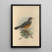 Turdus Tephronotus - Henry Seebohm — kehystetty taideteos seinällä