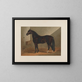 Henry Stull - Messenger Duroc.webp