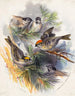 Oiseaux - Henry Walker Herrick — näkymä teoksesta