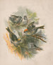 Linnut pinon oksilla - Henry Walker Herrick — näkymä teoksesta