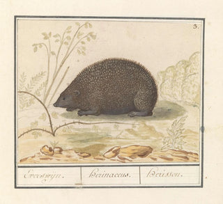 Hérisson Erinaceus europaeus Everswijn - Anselmus Botius de Boodt