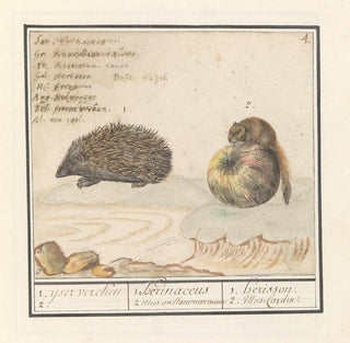 Hérisson Erinaceus europaeus et une muscardine Muscardinus avellanarius 1 yser vercken 2 - Anselmus Botius de Boodt