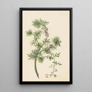 Herman Henstenburgh - Aaronskelk Genista aethiopica.webp