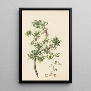 Herman Henstenburgh - Brem Genista.webp