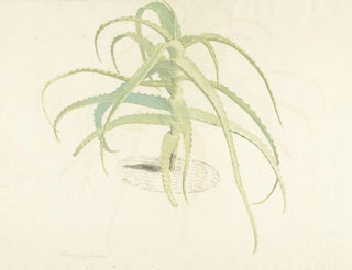 Herman Saftleven - Alo perfoliata.webp