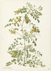 Arbre à vessies Colutea arborescens - Herman Saftleven — näkymä teoksesta