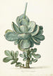 Cotyledon orbiculata - Herman Saftleven — näkymä teoksesta