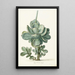 Cotyledon orbiculata - Herman Saftleven — kehystetty taideteos seinällä