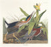 Heron vert - John James Audubon — näkymä teoksesta