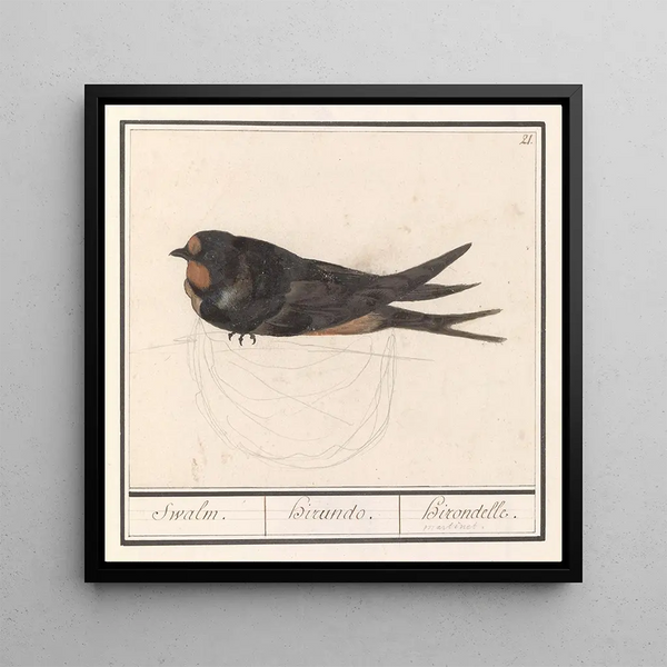 Hirondelle rustique, Hirundo rustica - Anselmus Botius de Boodt