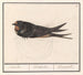 Hirondelle rustique, Hirundo rustica - Anselmus Botius de Boodt — näkymä teoksesta