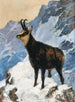 Chamois en haute montagne - Hugo Engl — näkymä teoksesta