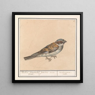 Huismus Passer domesticus - Anselmus Botius de Boodt