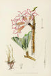 Adenium multiflorum - Illtyd Buller Pole-Evans — näkymä teoksesta
