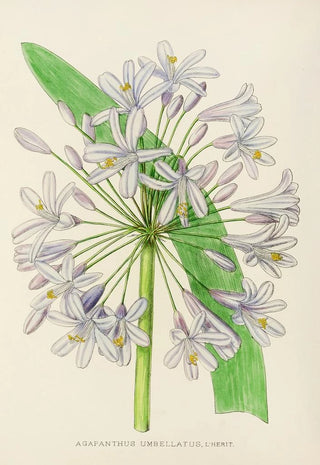 Illtyd Buller PoleEvans - Agapanthus Umbellatus.webp
