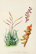 Aloe globuligemma - Illtyd Buller Pole-Evans — näkymä teoksesta