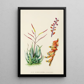 Illtyd Buller PoleEvans - Aloe Globuligemma.webp