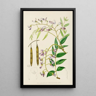 Illtyd Buller PoleEvans - Bolusanthus Speciosus.webp