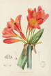 Clivia miniata - Illtyd Buller Pole-Evans — näkymä teoksesta