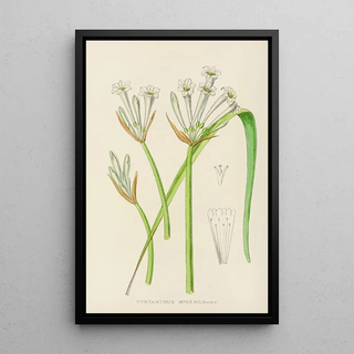 Illtyd Buller PoleEvans - Cyrtanthus Mckenii.webp